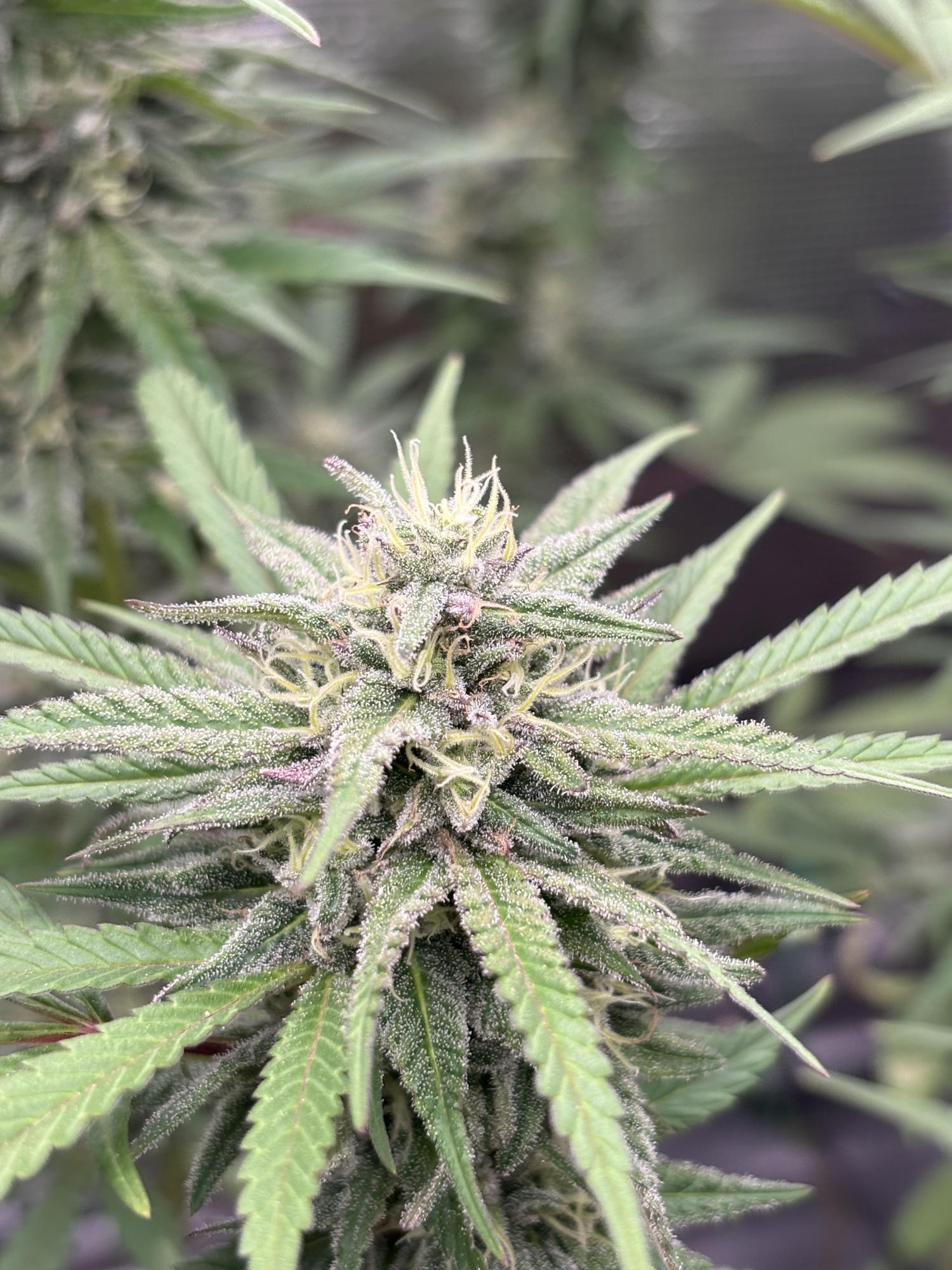 Gloss Boss Lip Gloss